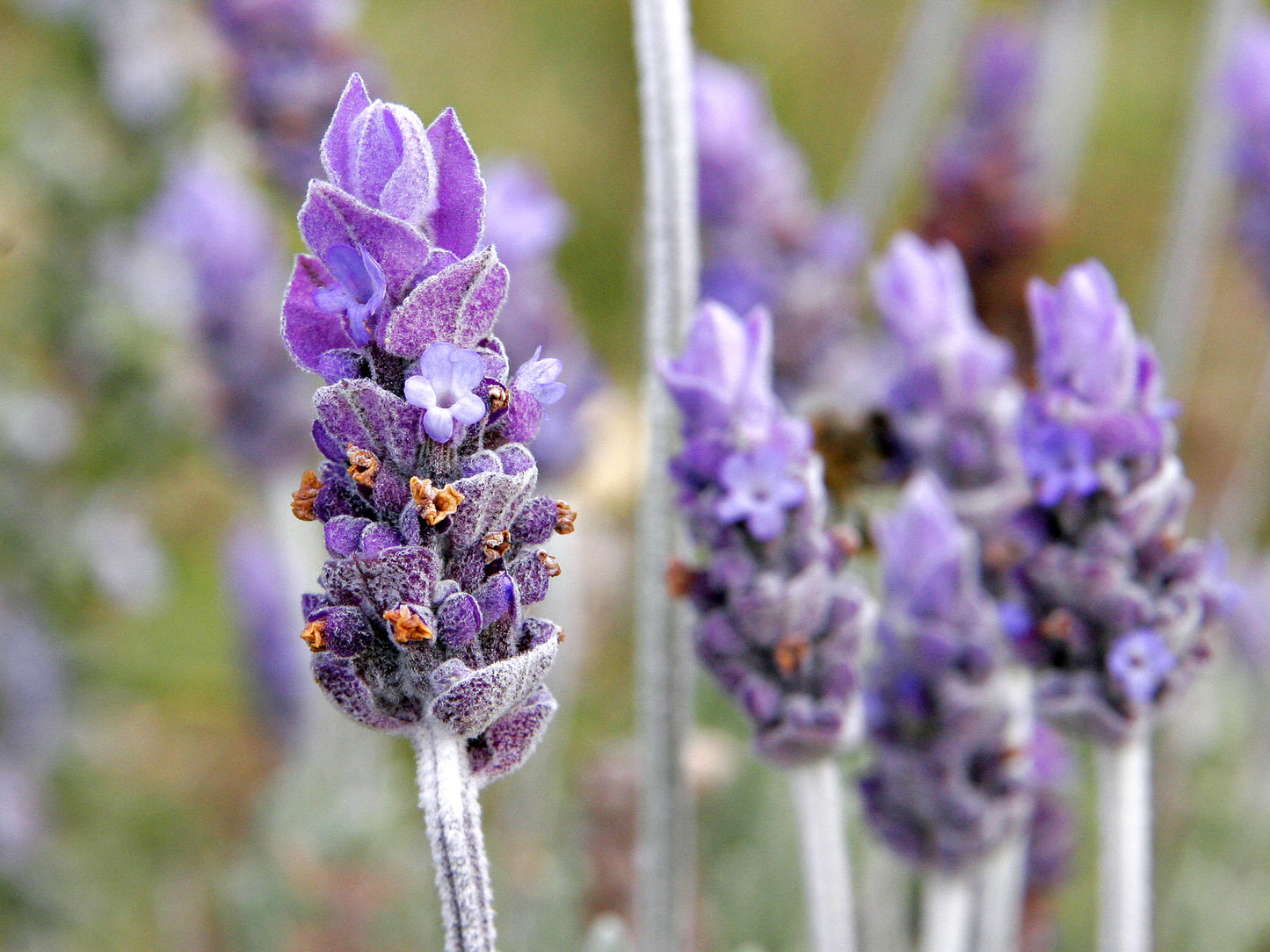 Lavender Soy Candle